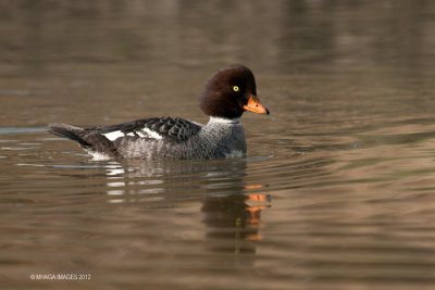 Barrow's Goldeneye, female (8784)