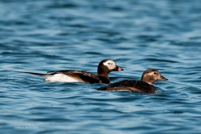 Long-tailed Duck ,pair (0564)