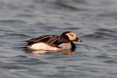 Long-tailed Duck, female (8427)