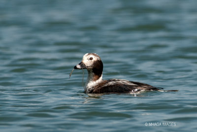 Long-tailed Duck, fall (7085)