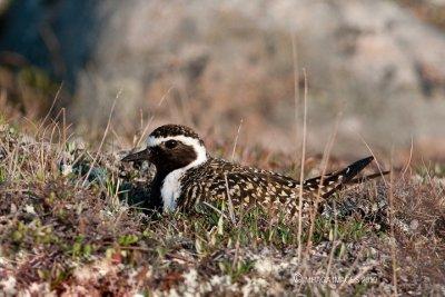 American Golden Plover (on nest)