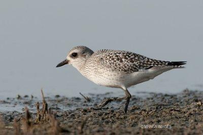 Black-bellied Plover (fall)