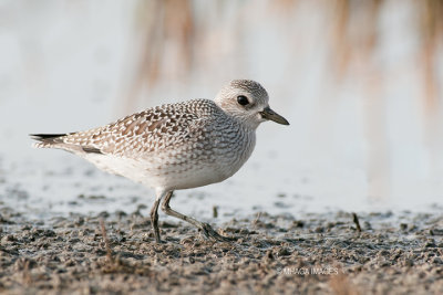 Black-bellied Plover (fall)