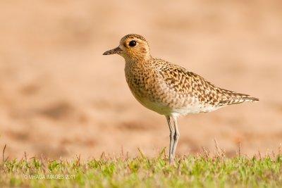 Pacific Golden Plover on wintering grounds in Hawaii