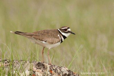 Killdeer