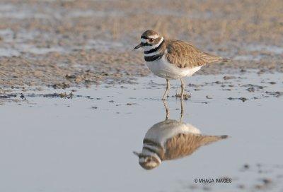 Killdeer