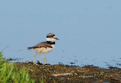 Killdeer, juvenile