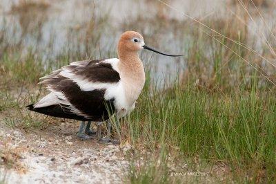 American Avocet with chicks