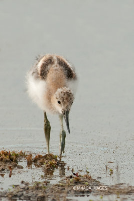 American Avocet, juvenile