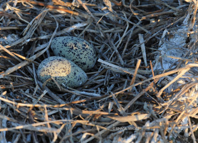 American Avocet eggs