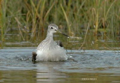 Greater Yellowlegs