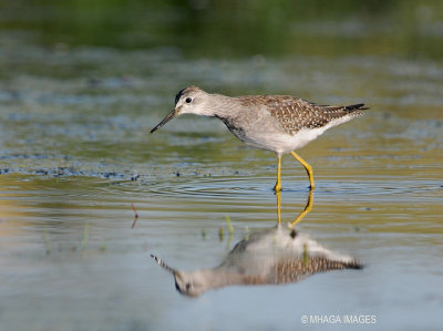 Lesser Yellowlegs