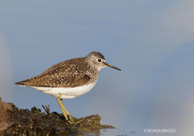 Solitary Sandpiper