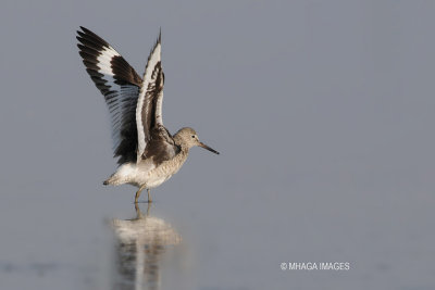 Willet