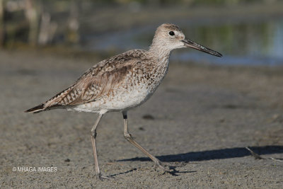 Willet