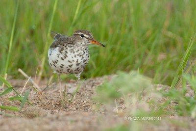 Spotted Sandpiper