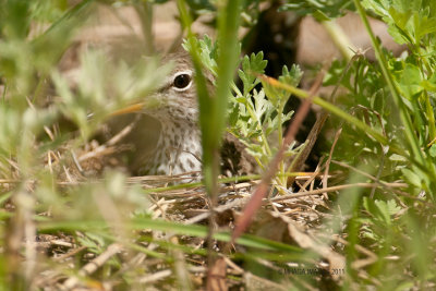 Spotted Sandpiper (On nest)