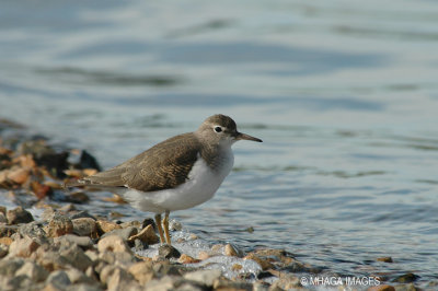 Spotted Sandpiper (fall)