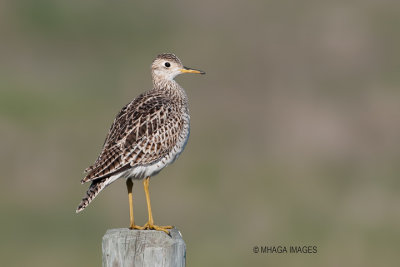 Upland Sandpiper