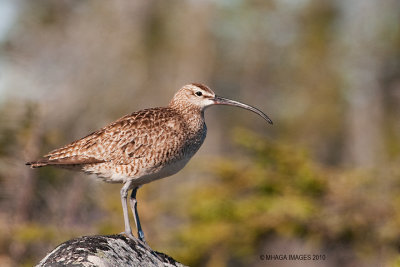 Whimbrel