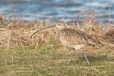 Long-billed Curlew