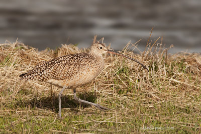 Long-billed Curlew