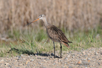 Marbled Godwit