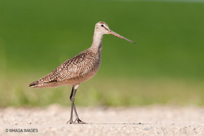 Marbled Godwit