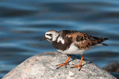 Ruddy Turnstone