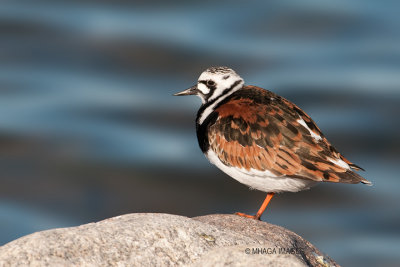 Ruddy Turnstone