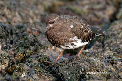 Black Turnstone