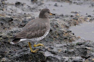 Surf Bird