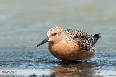 Red Knot