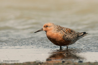 Red Knot