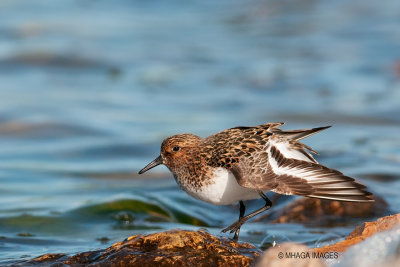 Sanderling