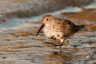 Dunlin, spring