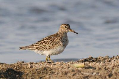 Pectoral Sandpiper