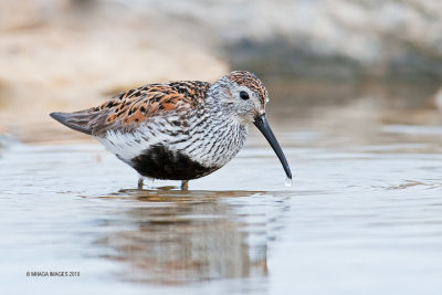 Dunlin