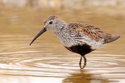 Dunlin