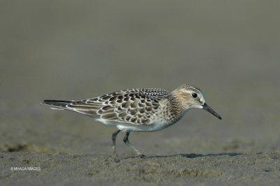 Bairds Sandpiper