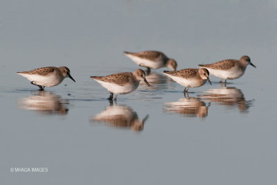 Sandpipers, Phalaropes, and Allies