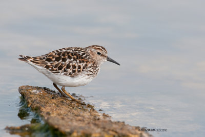 Least Sandpiper