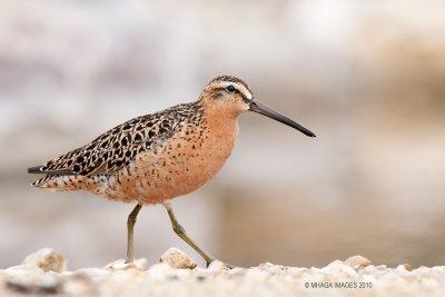 Short-billed Dowitcher