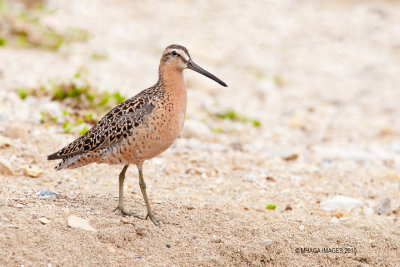 Short-billed Dowitcher