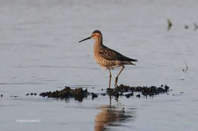 Stilt Sandpiper