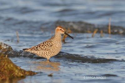 Stilt Sandpiper