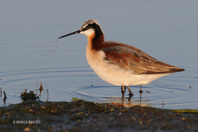 Wilson's Phalarope, female