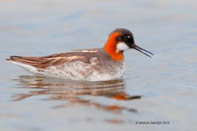 Red-necked Phalarope