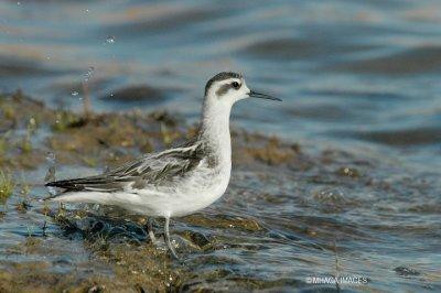 Red-necked Phalarope, fall