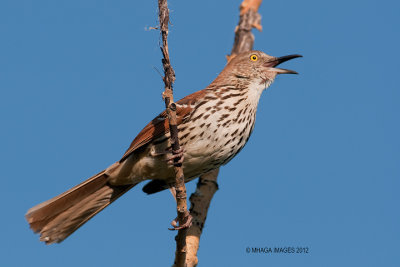 Brown Thrasher